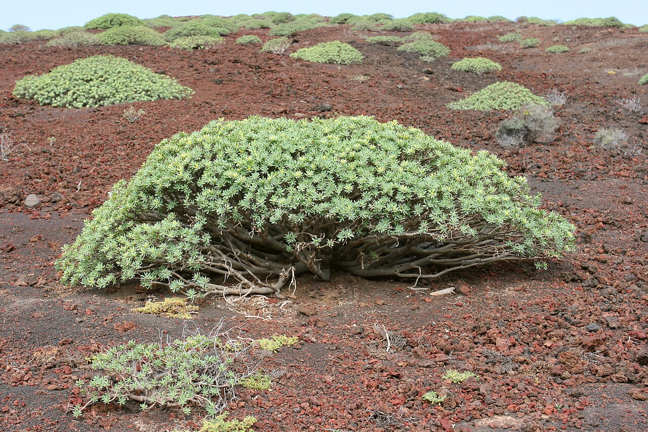 Yaiza El Golfo Montana del Golfo Euphorbia balsamifera 02 ies
